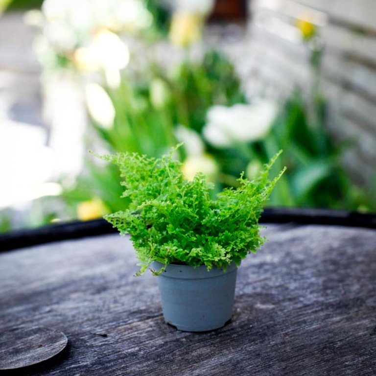 Nephrolepis 'Cotton Candy' 6 cm