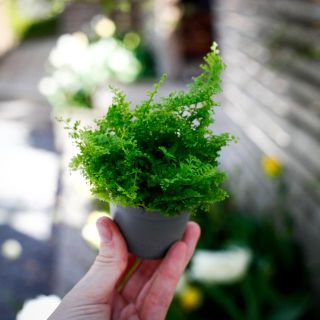 Nephrolepis 'Cotton Candy' 6 cm