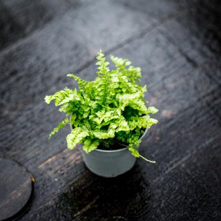 Nephrolepis 'Fluffy Ruffles' - Spjutbräken