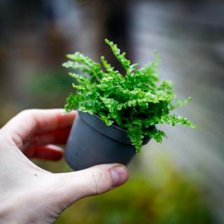 Nephrolepis 'Fluffy Ruffles' - Spjutbräken