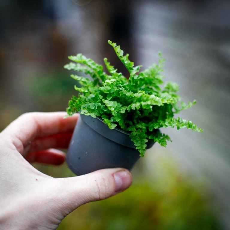 Nephrolepis 'Fluffy Ruffles' - Spjutbräken 6 cm