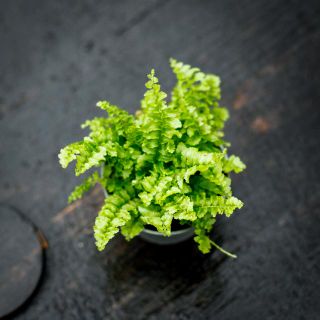 Nephrolepis 'Fluffy Ruffles' - Spjutbräken