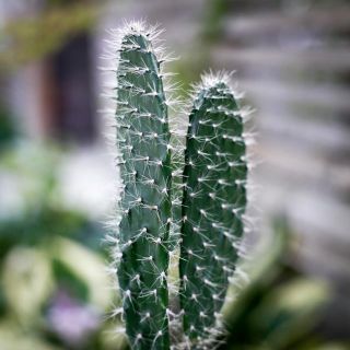 Opuntia 12 cm