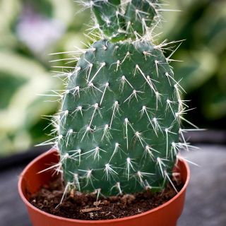 Opuntia 12 cm