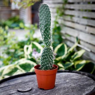 Opuntia 12 cm