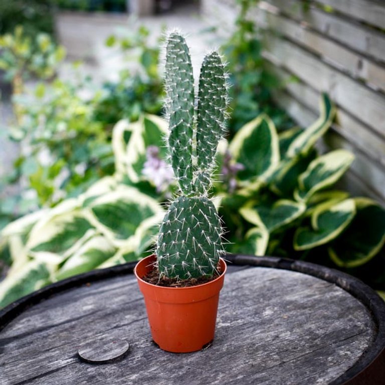 Opuntia 12 cm