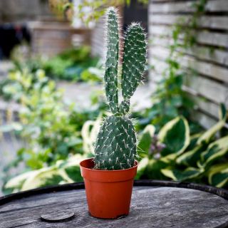 Opuntia 12 cm