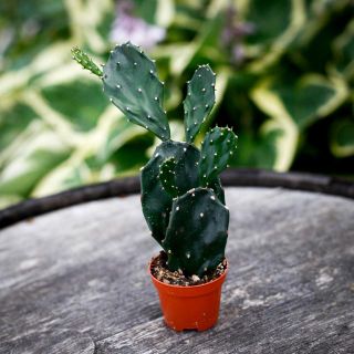Opuntia 6 cm RÄDDA MIG