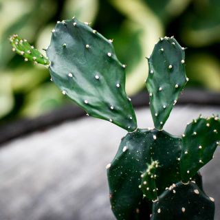 Opuntia 6 cm RÄDDA MIG
