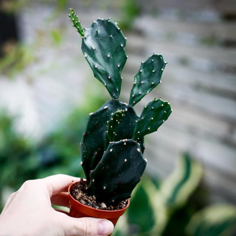 Opuntia 6 cm RÄDDA MIG