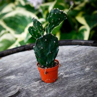 Opuntia 6 cm RÄDDA MIG