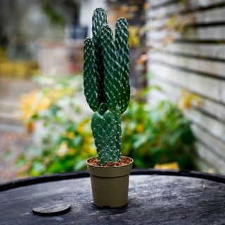 Opuntia rubescens 9 cm