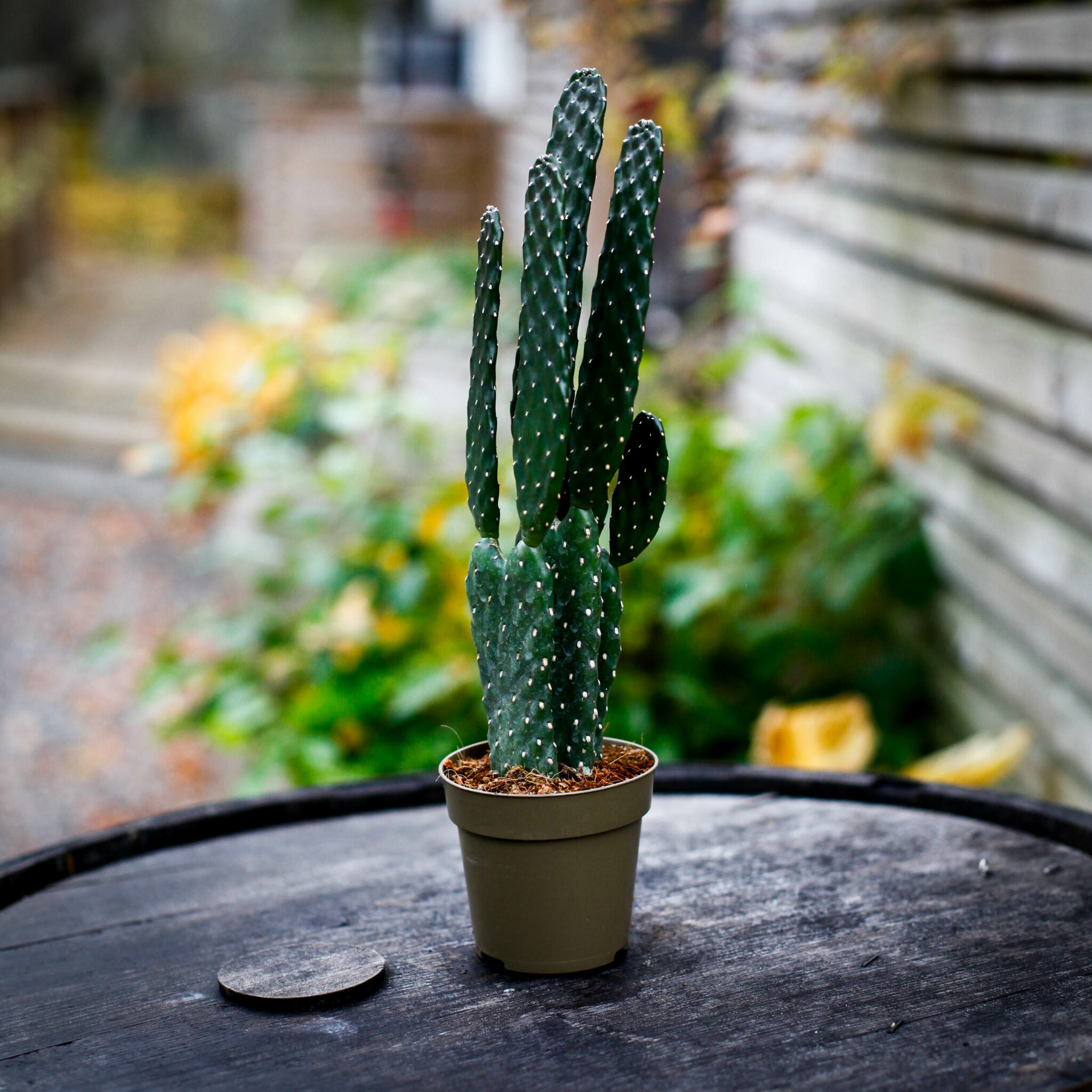 Opuntia rubescens med upprätta mörkgröna segment