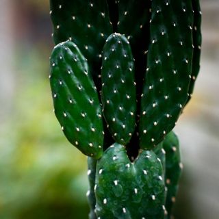 Opuntia rubescens 9 cm
