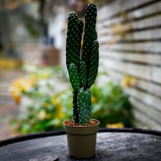 Opuntia rubescens 9 cm