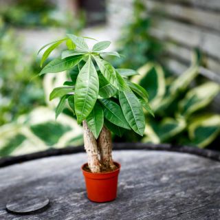 Pachira aquatica - Strandkastanj 6 cm