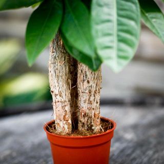 Pachira aquatica - Strandkastanj 6 cm