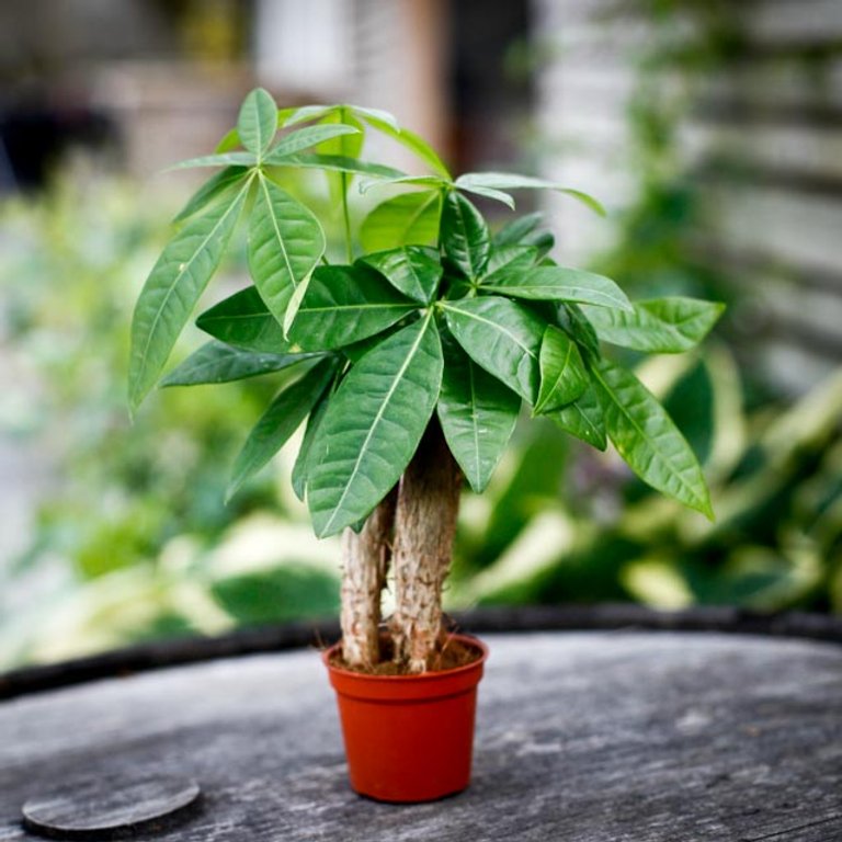 Pachira aquatica - Strandkastanj 6 cm