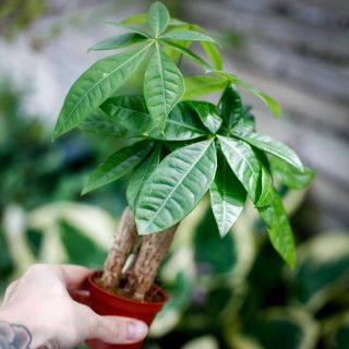 Pachira aquatica - Strandkastanj 6 cm