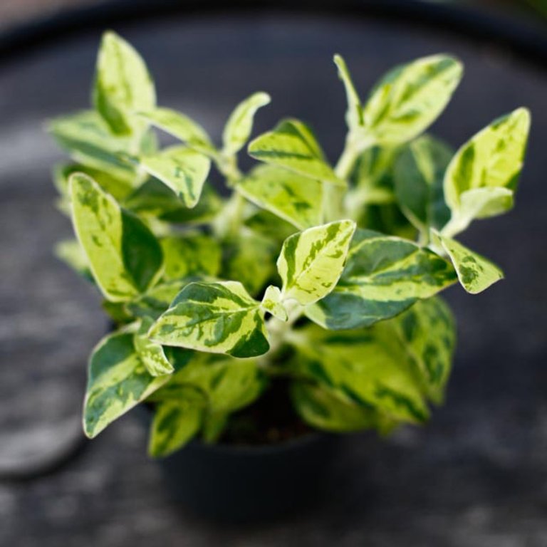 Pedilanthus tithymaloides 10,5 cm
