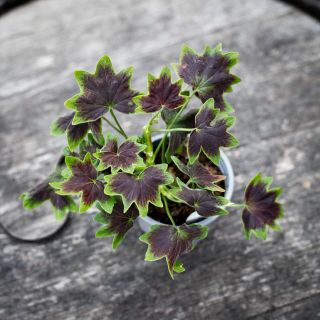 Pelargonium 'Fallen Angel' 8 cm