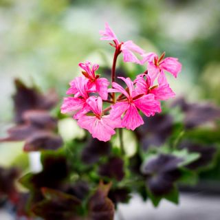 Pelargonium 'Fallen Angel' 8 cm