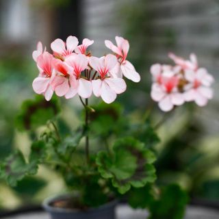 Pelargonium 'Asarnas Särimner' 8 cm