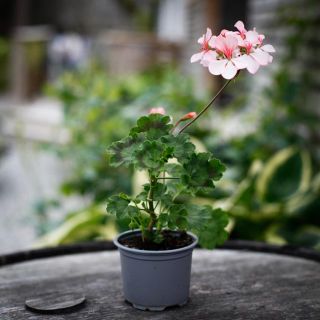 Pelargonium 'Asarnas Särimner' 8 cm