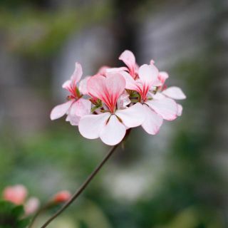 Pelargonium 'Asarnas Särimner' 8 cm