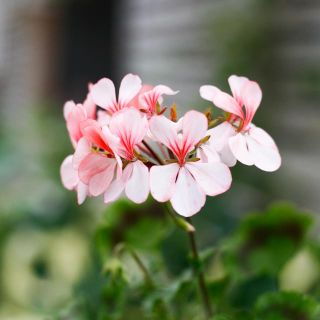 Pelargonium 'Asarnas Särimner' 8 cm