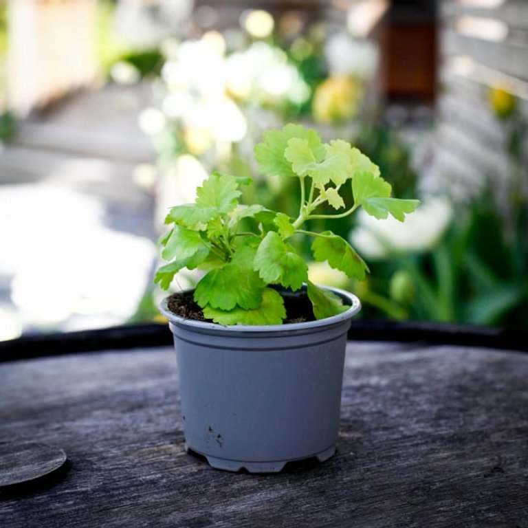 Pelargonium 'Baby Harry' 8 cm