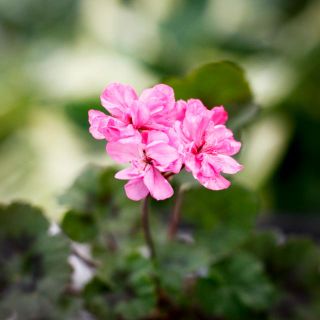 Pelargonium 'Black Night Lavender' 8 cm
