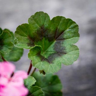 Pelargonium 'Black Night Lavender' 8 cm