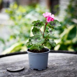 Pelargonium 'Black Night Lavender' 8 cm