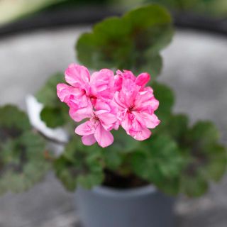 Pelargonium 'Black Night Lavender' 8 cm