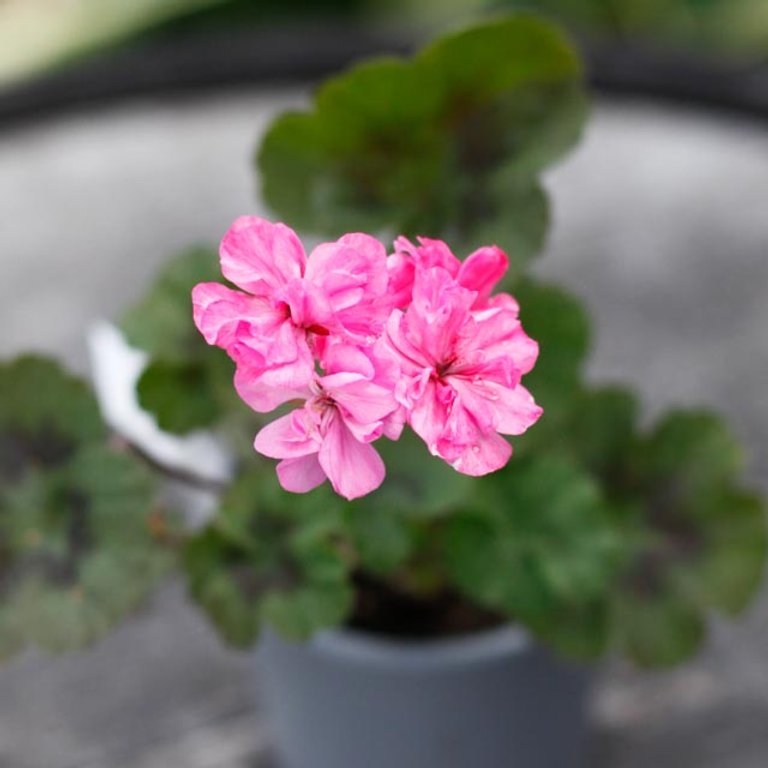 Pelargonium 'Black Night Lavender' 8 cm