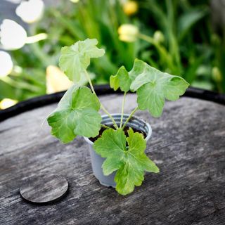 Pelargonium 'Botham Surprise' 8 cm
