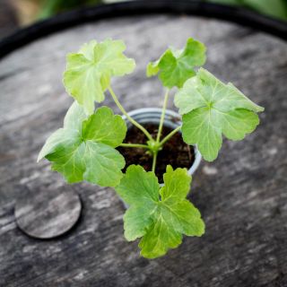 Pelargonium 'Botham Surprise' 8 cm