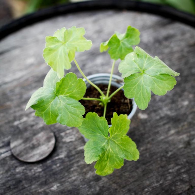 Pelargonium 'Botham Surprise' 8 cm
