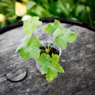 Pelargonium 'Botham Surprise' 8 cm