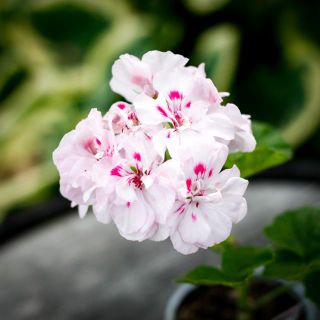 Pelargonium 'Millfield Rose' 8 cm