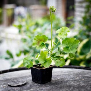 Pelargonium 'Millfield Rose' 8 cm