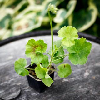 Pelargonium 'Millfield Rose' 8 cm