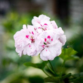 Pelargonium 'Millfield Rose' 8 cm