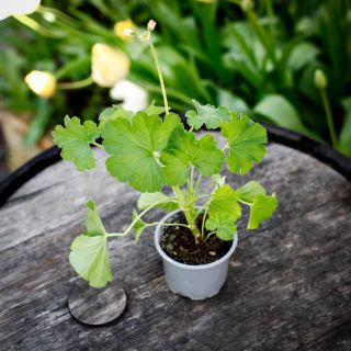 Pelargonium 'Odensjö Milk And Honey' 8 cm