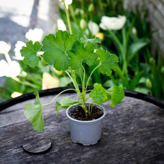 Pelargonium 'Odensjö Milk And Honey' 8 cm