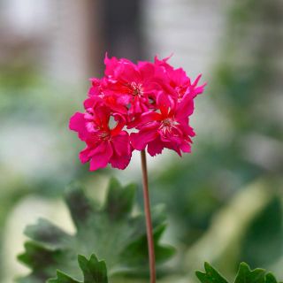 Pelargonium 'Rushmoor Cerise' 8 cm