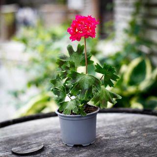 Pelargonium 'Rushmoor Cerise' 8 cm