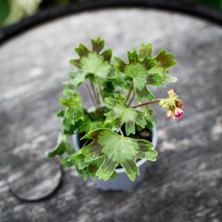 Pelargonium 'Rushmoor Cerise' 8 cm