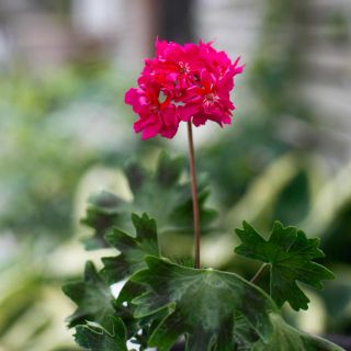 Pelargonium 'Rushmoor Cerise' 8 cm